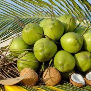 Dừa tươi